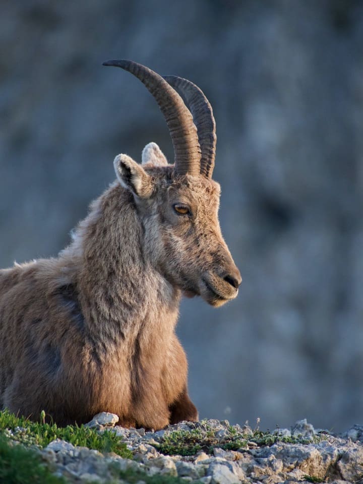 Osservazione della fauna selvatica
